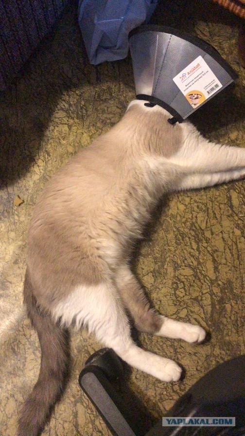 Без кота жизнь не та