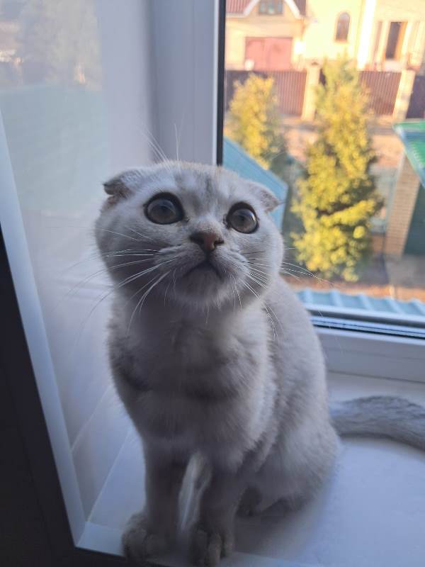Совпало с котовторником.