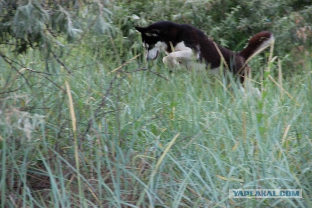 Азовское море! Братья наши меньшие..22фото