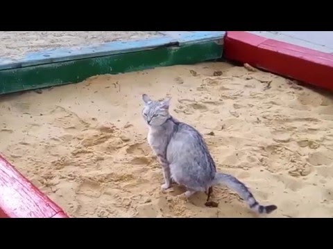 Так выглядит пляжный песок под увеличением