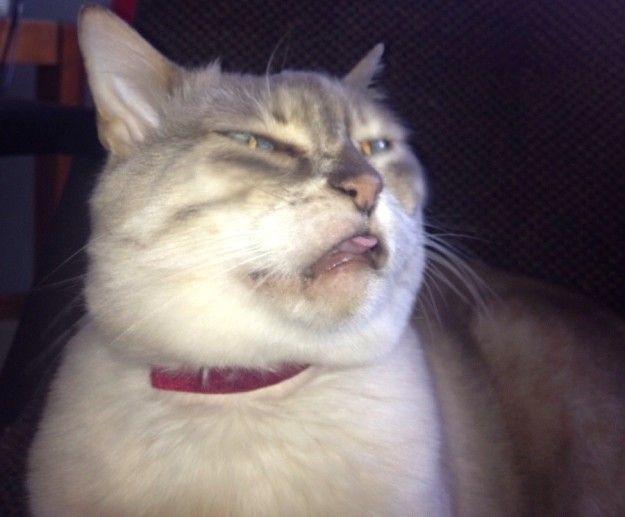 Напугал кошку пердежом