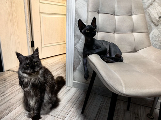 В защиту кошек породы Сфинкс канадский...