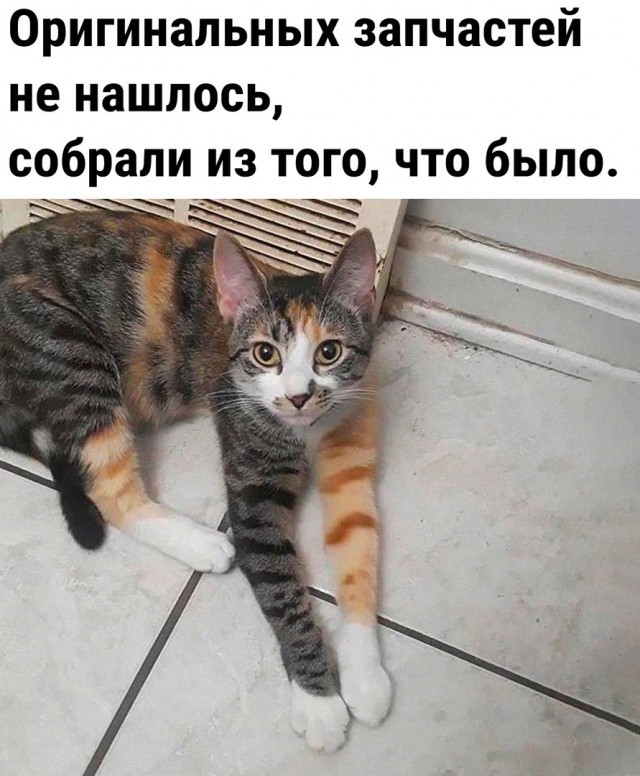 Не по масти