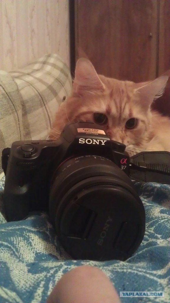 А точнее - леопард