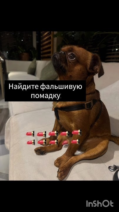 Сын сказал, что если бы он решил завести собаку то это был бы мопс.