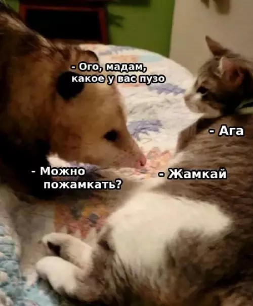 Картиночки, баянчики 23 мая