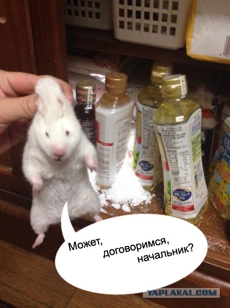 Попался