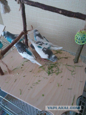 Как я попуганов размножала