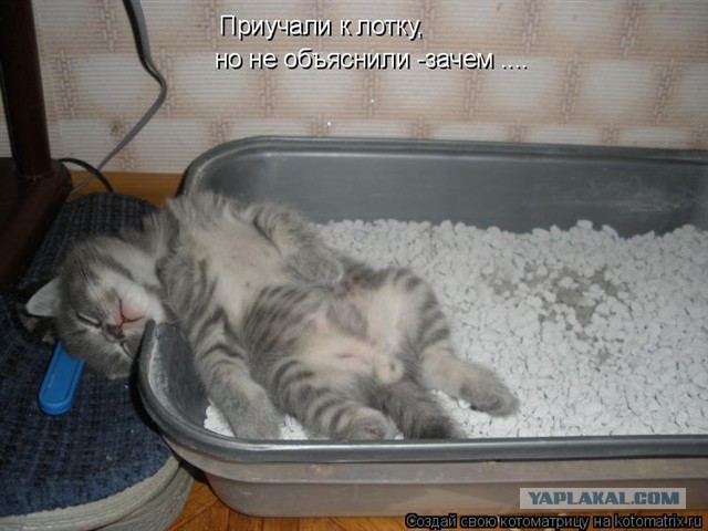 Коты, постигшие искусство сон-фу.