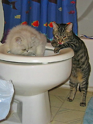 Коты, кошки, котята