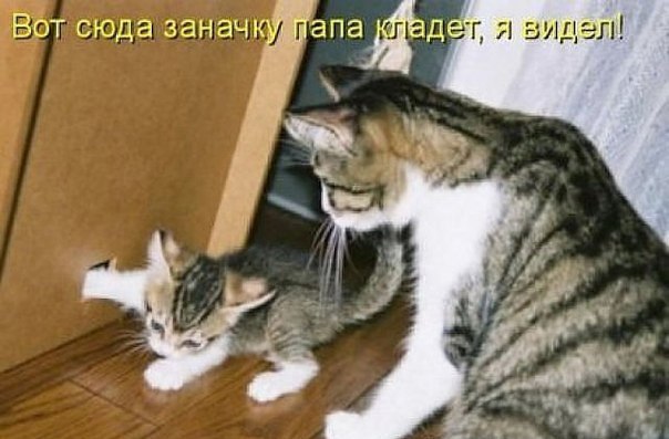 Прикольные картинки