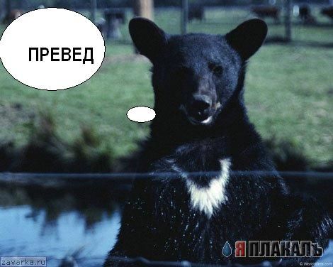 Превед медвед!