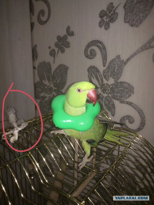 20 животных попавших в затруднительную ситуацию