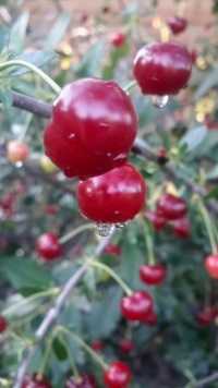 Кухня (кулинарное и околокулинарное общение)