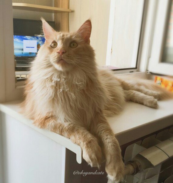 Коты и Кошки