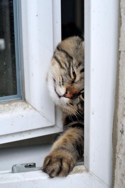 Коты и Кошки