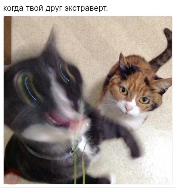 Подборка забавных животных