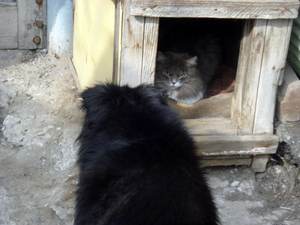 24 кота, которые подняли дерзость на новый уровень