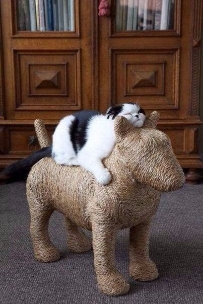 Коты и Кошки