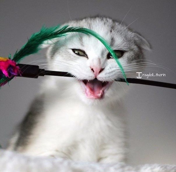 Коты и Кошки