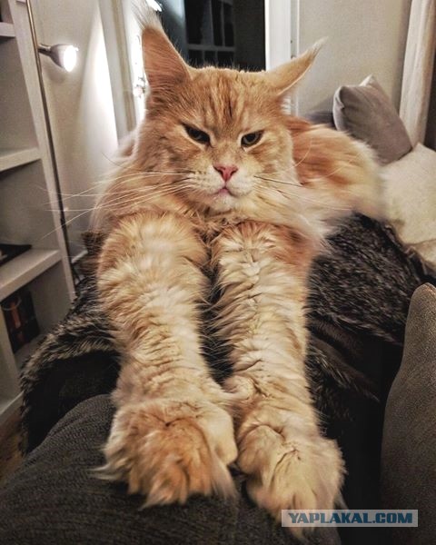 Котовторник  05.12.2017