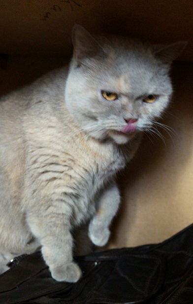 Котовторник ждали? А вот и он!