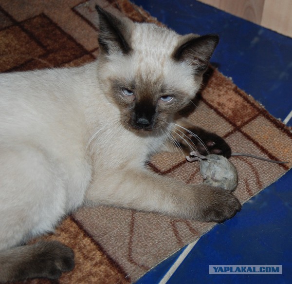 Котовторник 22.05.2018