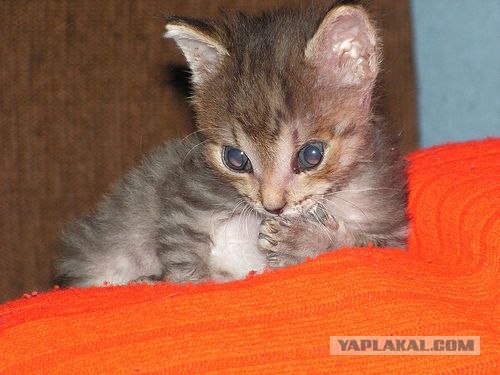 Котовторник на ЯПлакалъ (13.05.08)
