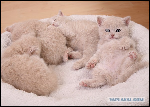 Даёшь Котовторник на ЯПе! (29.07.08)