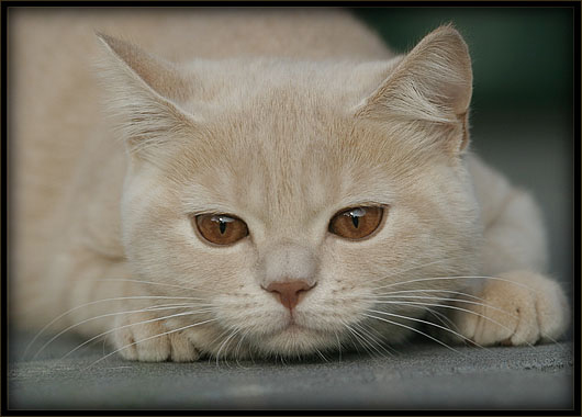 Котовторник на ЯПлакалъ
