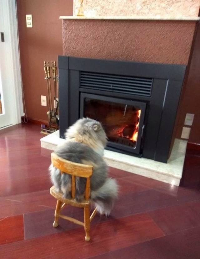 Прикольных котов пост