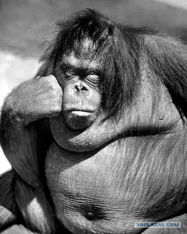 «Прям на банан»:  и даже в Турции "растянулась"