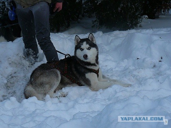 Ежегодное собачье ралли