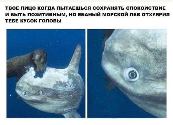 Странный юмор