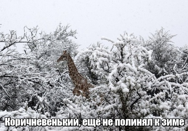Нестандартный юмор
