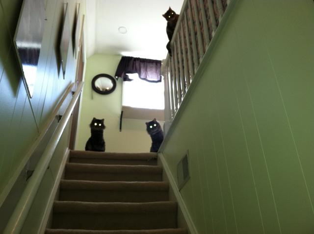 It's Catursday Fever! (Котовторник)