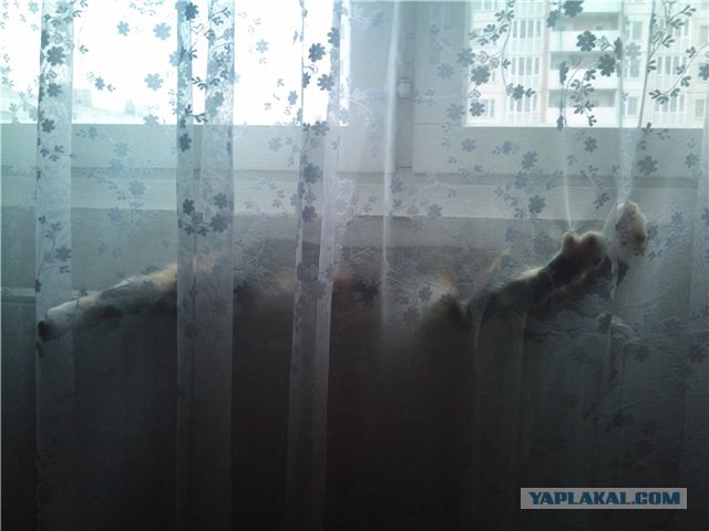 Котовторник 20.03.2012
