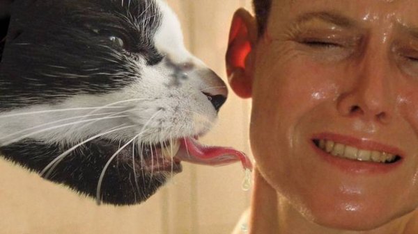 Немного картинок для настроения 25.12.19