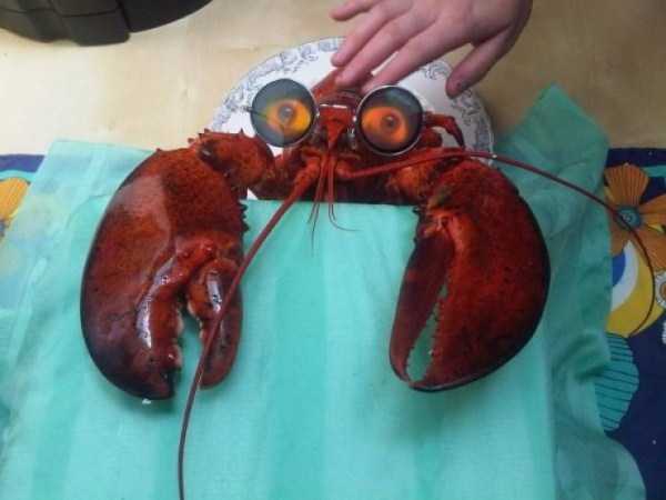 Дурдом
