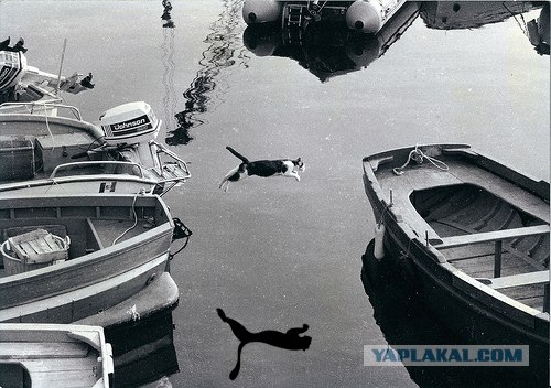 Фотожаба: Полет Барсика