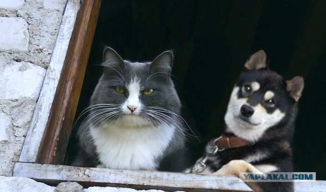 Товарищ Котофеев