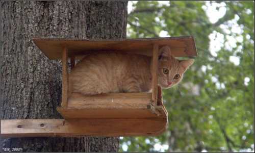 Фигасе воробушек!