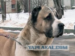 Хамство кавказцев на дороге