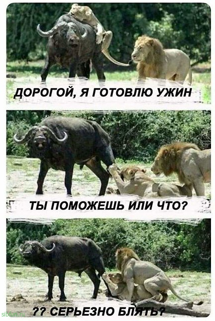 Пятница. И немного слегка пошлых картинок с надписями и без 16+ (12.11)
