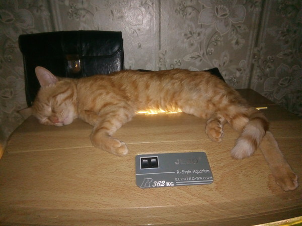 Котовторник так котовторник