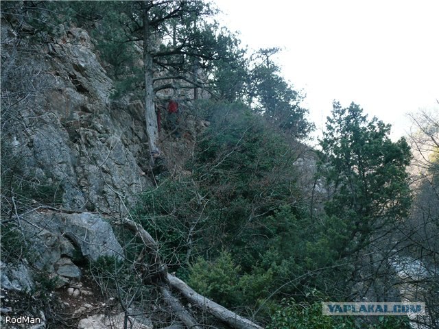 Форель, горный Крым.