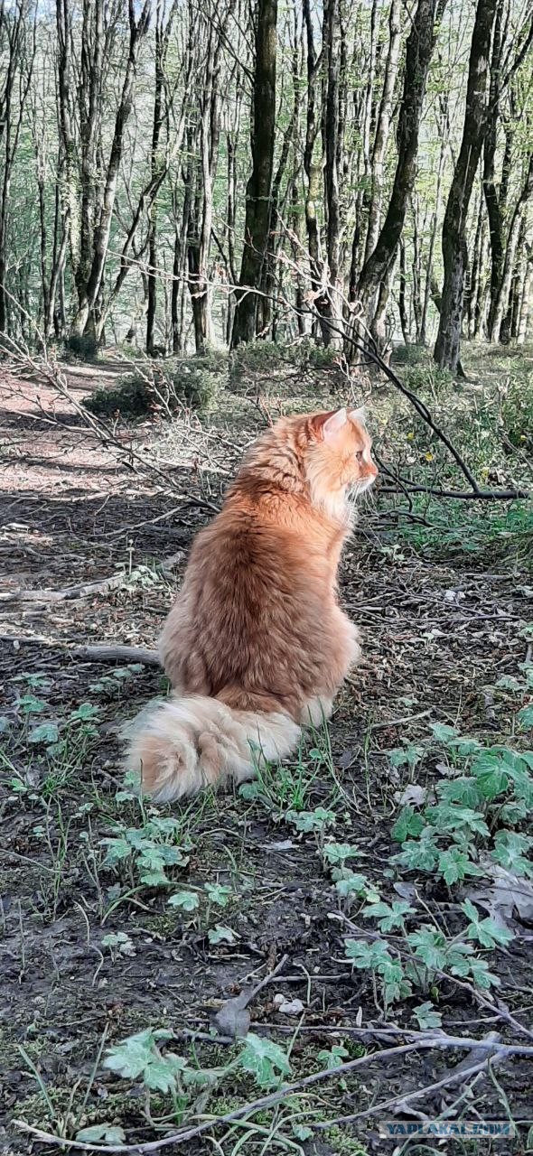 Как Вам котик?
