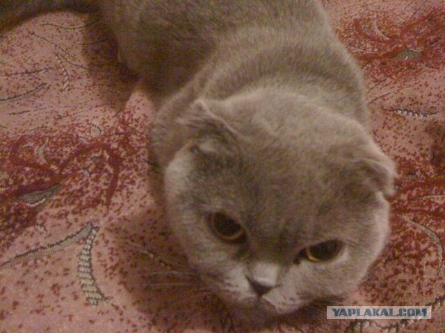 Котовторник 26.03.2013