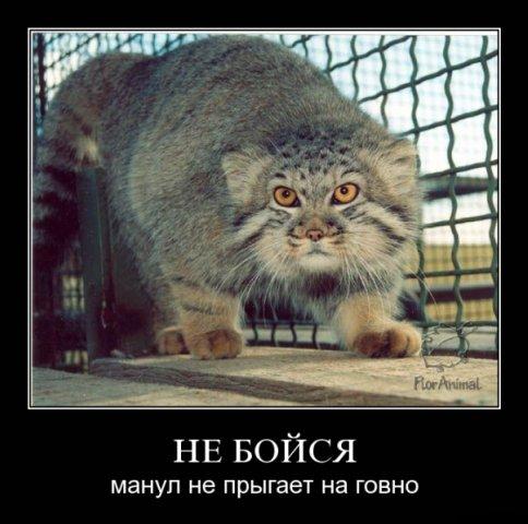 Жесткий юмор
