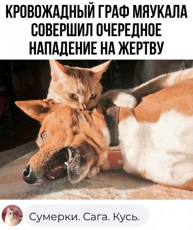 Картинки и мемы для настроения - 187